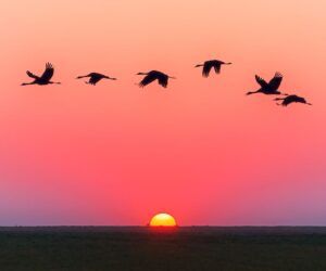 A serene image of birds in flight silhouetted against a vivid sunset with a clear horizon.