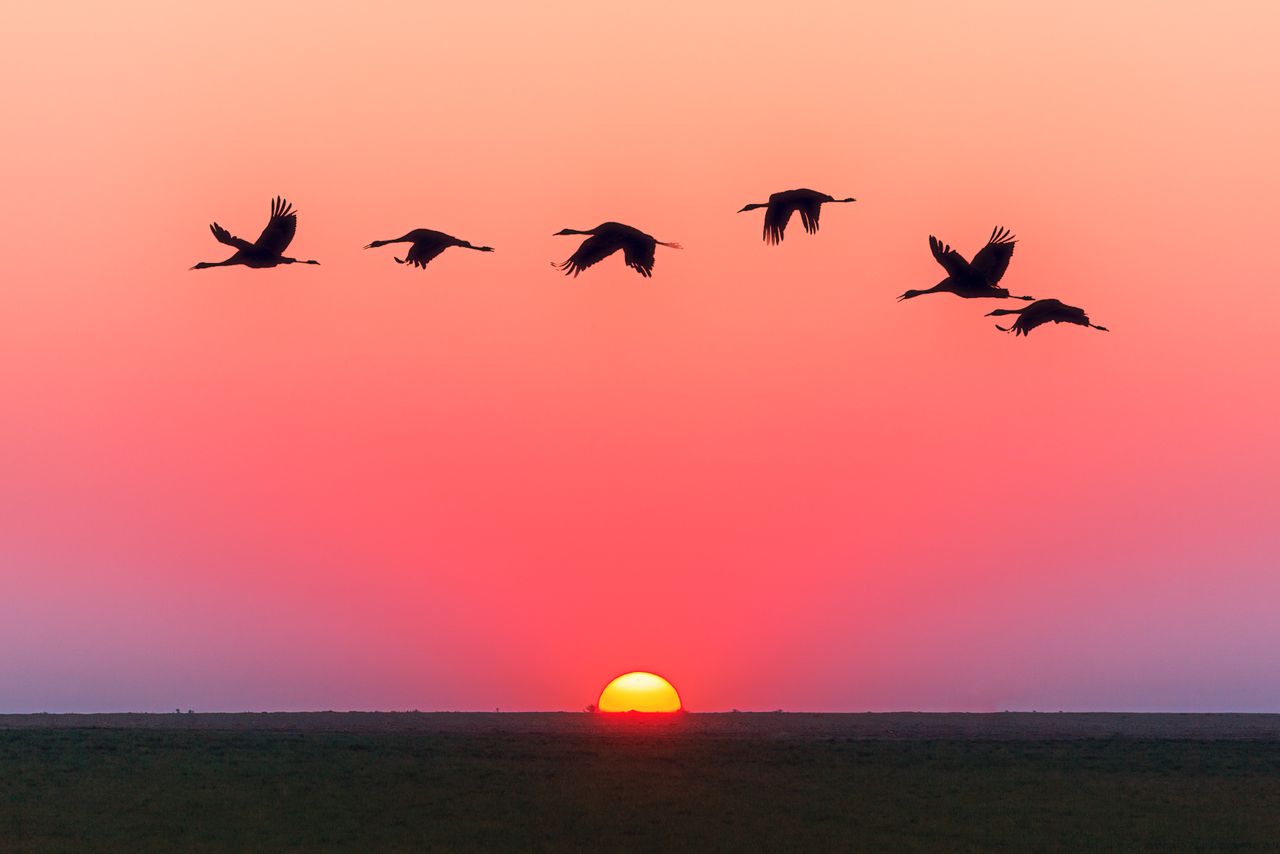 A serene image of birds in flight silhouetted against a vivid sunset with a clear horizon.